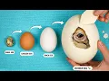World s Biggest vs Smallest Egg - Hatching Experiment
