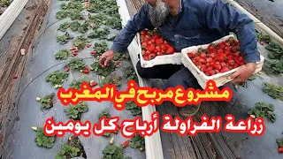 مشروع مربح زراعة الفراولة من البذور لفريز أسئلة وإجابات كم ينتج الهكتار الواحد 