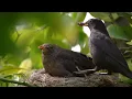 Relaxing Piano and Gentle Bird Sounds – Calm Nature Sleep Music for Insomnia, Meditation & Healing