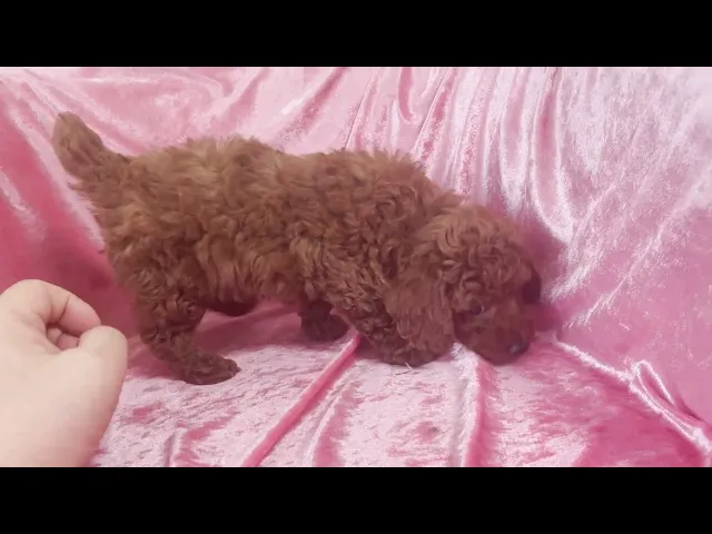 動画