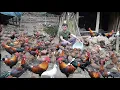 Download Lagu Full Video compilation part 5. Building cages to raise hundreds of wild chickens. Green forest life