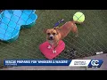 Whiskers Wagers fundraiser supports animal rescue in Fort Myers