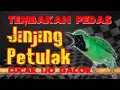 Download Lagu ISIAN JINJING PETULAK MEWAH...JURI PASTI YES #cucakijo #cucakijoisianjinjingpetulak #cucakijonembak