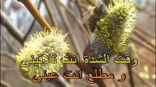 امال ماهر اتقى ربنا فيا كاريوكى      دندنها