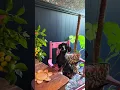 Download Lagu Still waiting for sunshine! #cottagelife #dachshund #rainyday #home