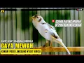 Download Lagu KENARI GACOR PANJANG JUARA Roll Rapat EMOSI Cuit cuit AMPUH Pancingan Kenari Muda Bunyi Ngeriwik