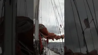 #sailing #ocean #dolphins