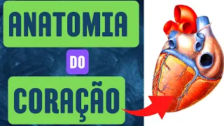 Anatomia do coração