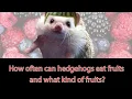 How often can hedgehogs eat fruits and what kind of fruits - Ask Quilly