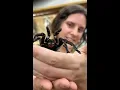 Spooky Texas Brown Tarantula