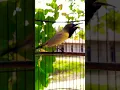 Download Lagu suara burung sogon GACOR DOR #pancingansogokotong #pikatsogokontong #shorts