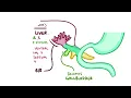 Development of the gastrointestinal system