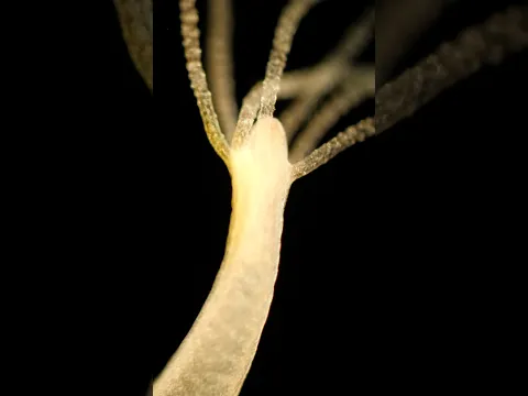 What Happens When You Cut a Hydra in Half? | #DeepLook #Shorts