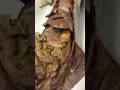 Mink dissection digestive part 1
