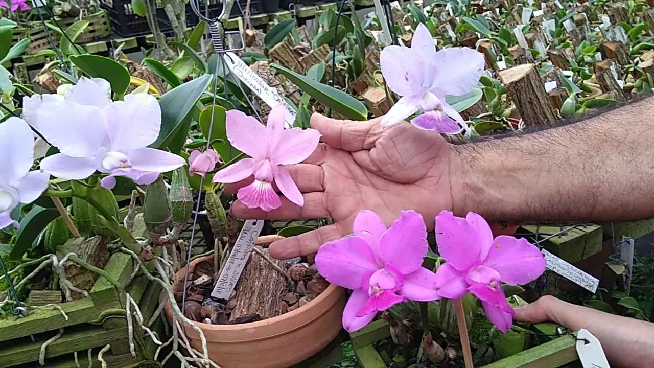 FLORAÇÃO DA ORQUÍDEA CATTLEYA WALKERIANA NO ORQUIDÁRIO GUARAPARI
