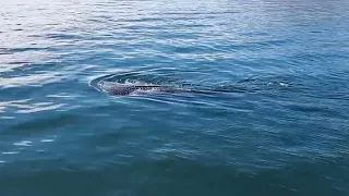 Whale Shark Encounter