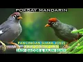 Download Lagu BUKTIKAN 3 MENIT! PASTI POKSAY MANDARIN, HONGKONG POKSAY MACET LAINNYA JADI IKUTAN BUNYI