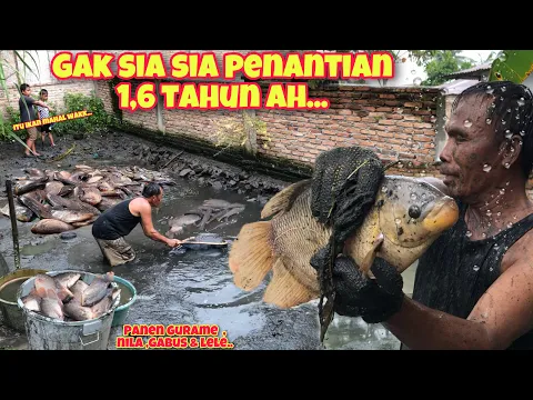 Download MP3 AKHIRNYA KAMI KURAS KERAJAAN IKAN DI BELAKANG RUMAH SAAT HUJAN‼️