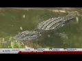 Texas Game Warden shares tips on handling alligators after reported sightings in East Texas lakes
