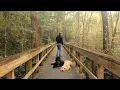 Middleburg FL Dog Training with Suburban K9