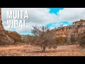 Download Lagu Caatinga Selvagem: A Vida Exuberante Onde Tudo Parece Morrer