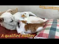 Download Lagu So funny!The female dog tames the rooster and becomes a mom to kittens and ducks!So cute and healing