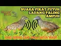 Download Lagu 🔴Suara pikat puyuh/gemek yang paling ampuh yang sering saya pakai