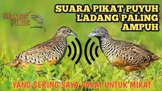  suara pikat puyuh gemek yang paling ampuh yang sering saya pakai