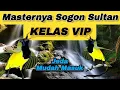 Download Lagu MASTERAN SOGON SULTAN KELAS VIP📍Suara Jernih Jeda Mudah Masuk.#masteransogon #sogon