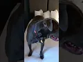 Baymont by Wyndham Bridgeport dog friendly hotel