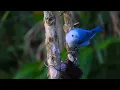 Birds Singing Without Music, 8 Hour Bird Sounds Relaxation, Soothing Nature Sounds, Birds Chirping
