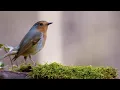 Download Lagu Birds Singing Without Music, 8 Hour Bird Sounds Relaxation, Soothing Nature Sounds, Birds Chirping