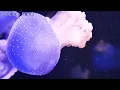 童年回忆u003C童年u003Eu003C橄榄树u003Eu003C同桌的你u003Eu003C三月里的小雨u003Eu003C乡间的小路u003E