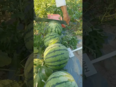Farm fresh yellow watermelons this season #farm #fypシ