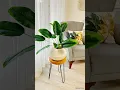 Download Lagu Plastik kapları alın gelin kocaman bir saksı yapıyoruz 😊 #diy #homedecor #decoration