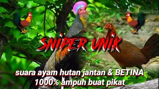 Download SUARA AYAM ALAS BETINA DAN JANTAN SALING BERSAUTAN MP3