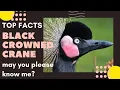 Download Lagu Black Crowned Crane facts🦩 bristle-feathered golden crown 🦩