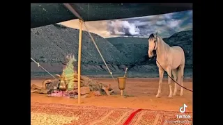 جعلك فدا اللي صار فخر القبيلة دندنها