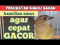 Download Lagu CARA MERAWAT BURUNG BIMOLI KANCILAN EMAS AGAR CEPAT GACOR