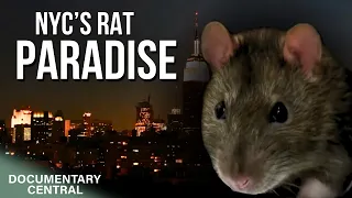 Why New York City Will NEVER Win the War Against Rats | NYC Revealed