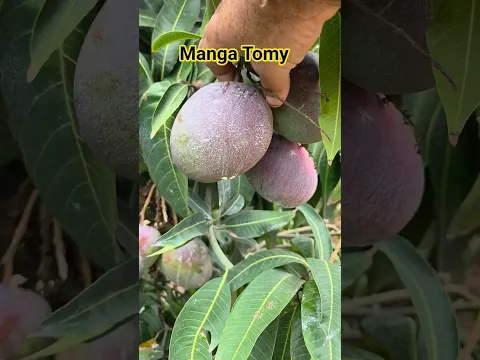 Manga Tomy colheita feita agora