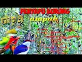 Download Lagu suara pikat semua jenis burung,ampuh langsung nempel#kicaumanianusantara