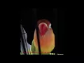 Download Lagu Begini suara lovebird isian tengkek buto mantab