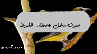 صوت صفار   دخل دندنها