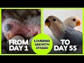 Download Lagu LOVEBIRD GROWTH STAGES | First 55 Days of Babies Timelapse
