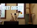 Furever Home Pet of the Week Cricket