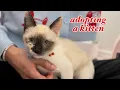 adopting a kitten aesthetic kitten supplies haul