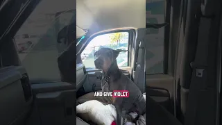 Loves the water … hates baths 🤣🐾💜💯 . #fyp #dream #youtube #doberman #pets