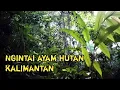 ngintai Ayam hutan Kalimantan