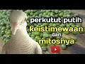 Perkutut Putih Ke ististimewaan Dan Mitosnya. ⁉️